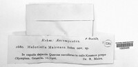 Image of Bisporella maireana